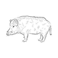 Sketch of boar.