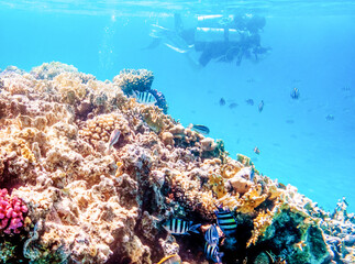 Naklejka na ściany i meble Coral reefs and divers, wonderful underwater world