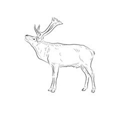 Sketch. Growling deer. Handmade.