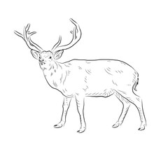 Sketch of deer. Handmade.