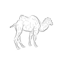 Sketch of going away camel. Handmade.