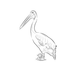 Fototapeta premium Sketch of pelican. Handmade.