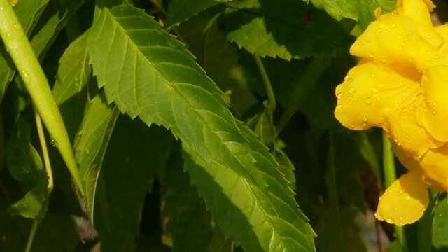 Panning shot of Ginger Thomas or Tecoma stans blossom in summer season