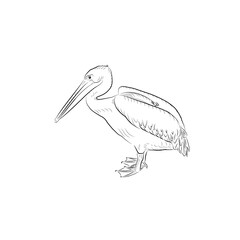 Sketch.  Pelican sitting down on eggs. Handmade.