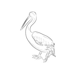 Sketch of running pelican. Handmade.