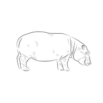 recommend clip art: Sketch of hippo. Handmade.