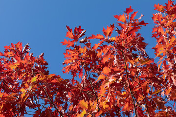 Red leafs against blue sky