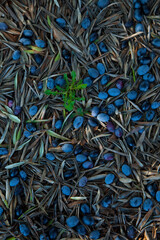 Olivar, Parque Natural Sierra de Cardeña y Montoro,Cordoba, Andalucía, España