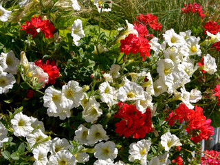 Background of blooming red and white petunia surfinia flowers