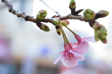 春一番の河津桜の開花