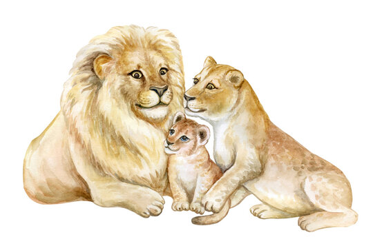 Family of lions isolated on white background. Father, mother, child, baby, The lion, the lioness, the lion cub. Lion Pride. Watercolor. Illustration. Template