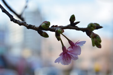 春一番の河津桜の開花