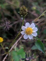 bee on a daisy