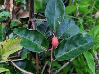 red berries on a bush