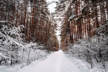 Beautiful winter fresh day in the woods on the ski track.