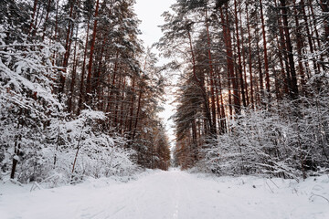 Beautiful winter fresh day in the woods on the ski track.