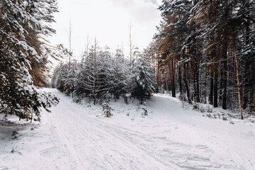 Beautiful winter fresh day in the woods on the ski track.
