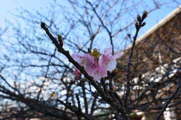 春一番の河津桜の開花
