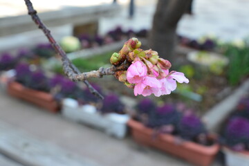 春一番の河津桜の開花