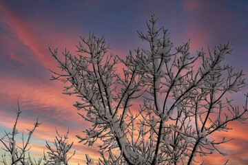sunset in the forest and snowy branches
