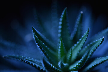 Under the blue light haworthia succulent with sharp leaves