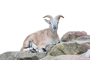 The mountain goat lies on the rocks.