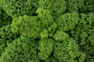 Kale. Field of kale. Vegetables. Noord Holland Netherlands. Agriculture. Open ground vegetables. 