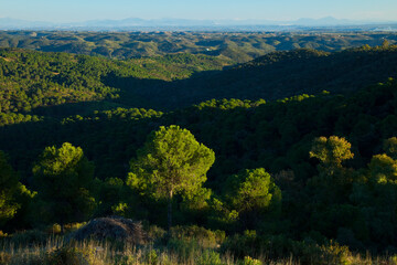 Pino piñonero, Parque Natural Sierra de Cardeña y Montoro,Cordoba, Andalucía, España