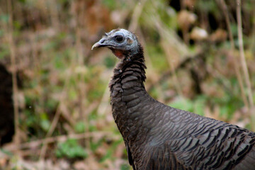wild turkey
