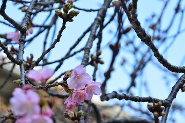 春一番の河津桜の開花