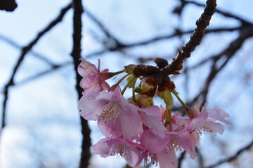 春一番の河津桜の開花