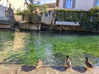L'isle sur la Sorgue moulin à eau, village antiquité, antiquaire, venise français vaucluse,...