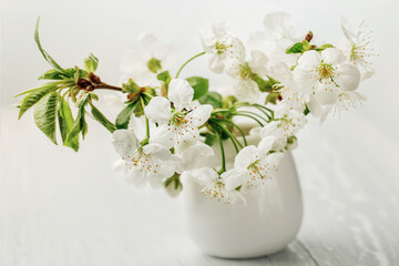 Cherry twig in vase - spring background