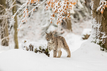 Eurasian Lynx walking in then morning time, wild cat in the forest with snow colored sunrise.