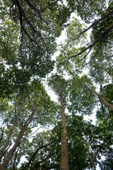 Trees in winter tropical mountains