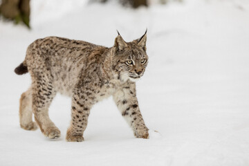 Eurasian Lynx walking in then morning time, wild cat in the forest with snow colored sunrise. © murmakova
