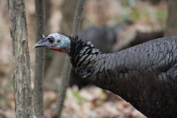 Turkey