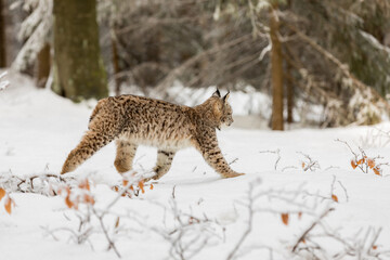 Eurasian Lynx walking in then morning time, wild cat in the forest with snow colored sunrise.