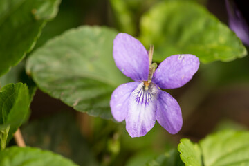 Viola odorata or sweet violet flower