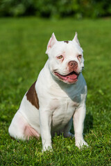 American Bully puppy dog sitting on green grass