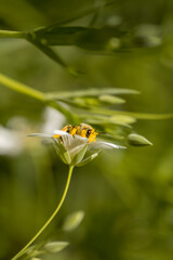 Honey bee collecting pollen on spring meadow flowers