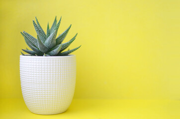 Ceramic pot of pastel green echeveria blooming with green succulent plant on yellow background. Isolated, front view, copy space.