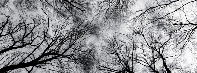  Black silhouette of a tree against the sky.