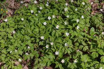 Forest anemones are spring primrose.