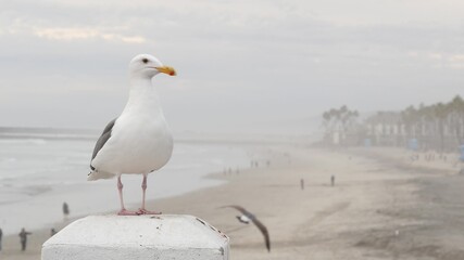 White seagull, California pacific ocean beach. Misty cold winter weather, seascape in fog, cloudy overcast grey sky. Lovely bird close up, pier in Oceanside waterfront sea resort, USA. Calm atmosphere