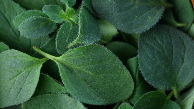 close up fresh oregano plants