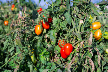 Red ripe cherry tomatoes grow on branches on the field