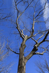 初冬の枯れ木の欅と青空