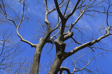 初冬の枯れ木の欅と青空