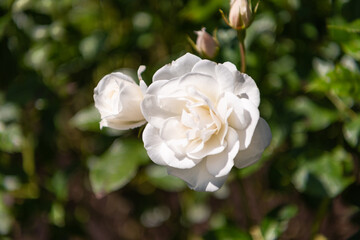 Close up of a white rose bush.
